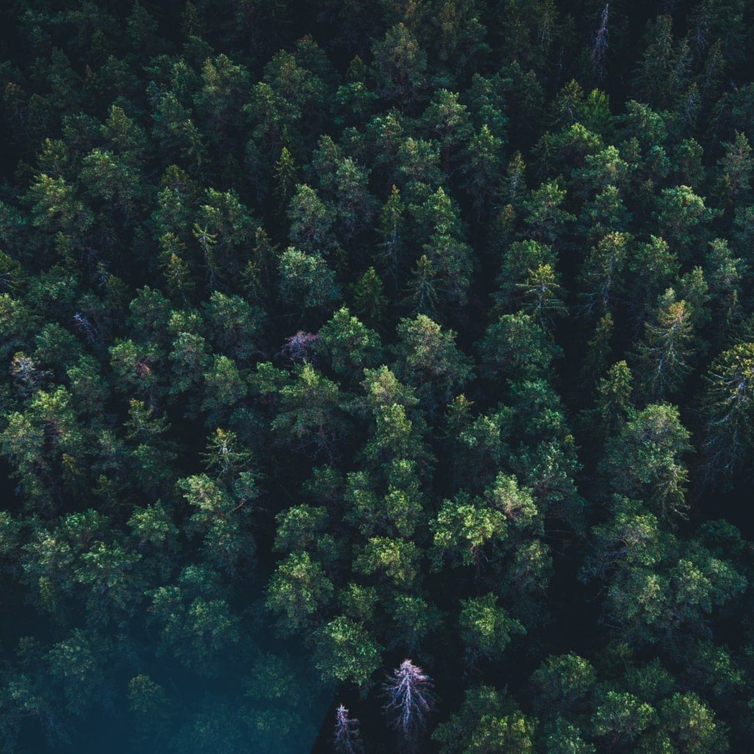 COP27: Decarb., Deforestation & Trends - 4 Outcomes - Blog